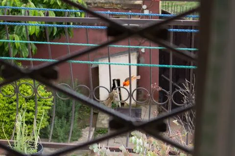 Fody roa Stock Photos