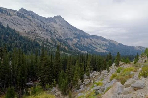 Foest in Yosemite Stock Photos