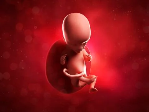 Foetus at 15 weeks; artwork Stock Illustration