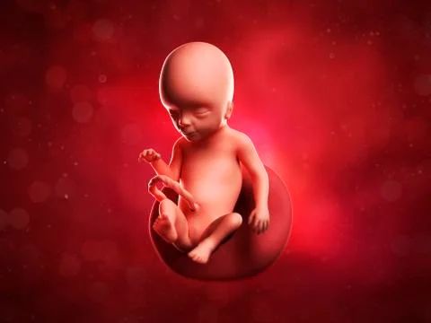Foetus at 17 weeks; artwork Stock Illustration