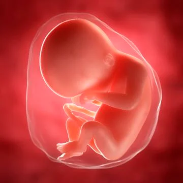 Foetus at 20 weeks; artwork Stock Illustration