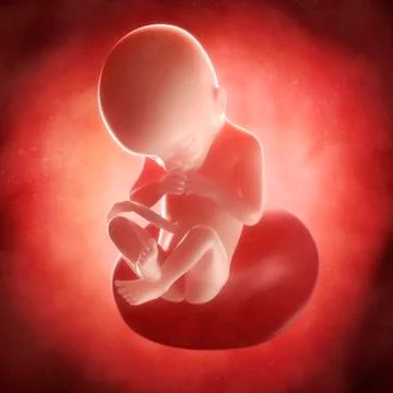 Foetus at 21 weeks; artwork Stock Illustration