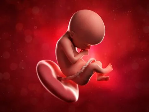 Foetus at 21 weeks; artwork Stock Illustration