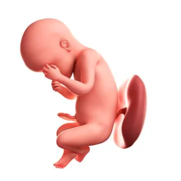 Foetus at 30 weeks; artwork Stock Illustration
