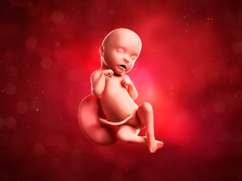 Foetus at 31 weeks; artwork Stock Illustration