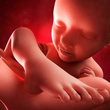 Foetus at 35 weeks; artwork Stock Illustration