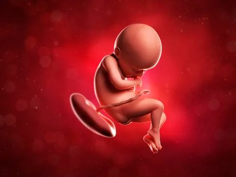 Foetus at 36 weeks; artwork Stock Illustration