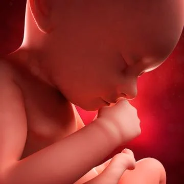 Foetus at 37 weeks; artwork Stock Illustration