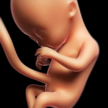 Foetus at 4 months, artwork Stock Illustration