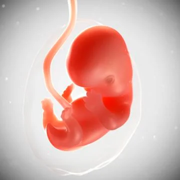 Foetus at 7 weeks, artwork Stock Illustration