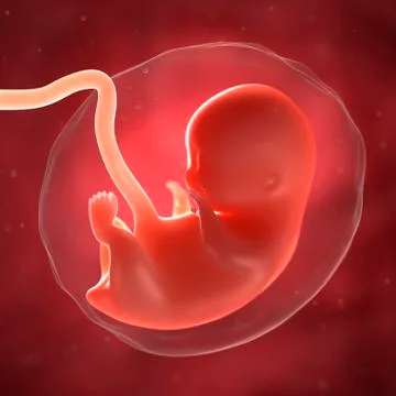 Foetus at 8 weeks, artwork Stock Illustration