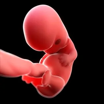 Foetus at 8 weeks, artwork Stock Illustration