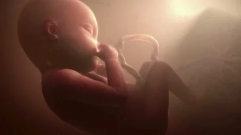 Foetus in womb 스톡 동영상 89059851