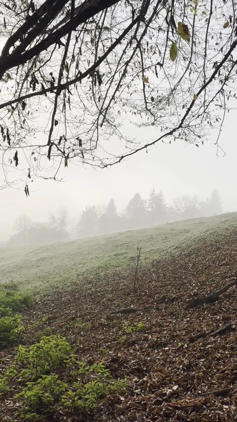 Fog 1 Stock Footage 291293811