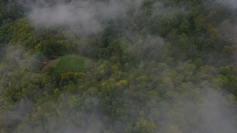 Fog above the forest. Vídeo Stock 95700919