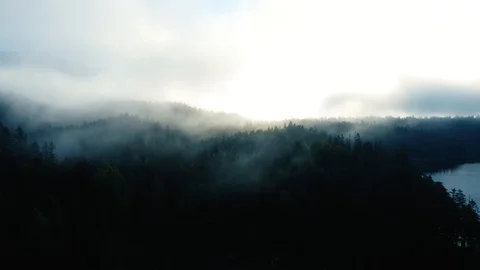 Fog above trees in forest Stock Footage 113109551