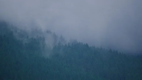 A fog after rain arising above a mountain forest Stock Footage 314518858