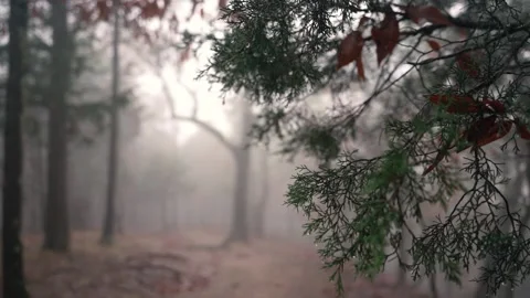 Fog After a Rain  in the Forest Video stock 224802255