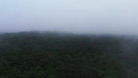 Fog in amazon rainforest Stock Footage 313159770
