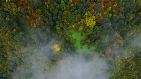 Fog and autumn colors in the forest Stock Footage 168564189