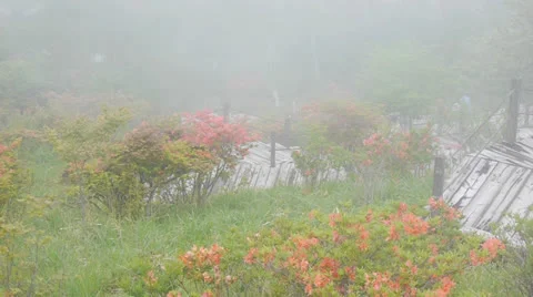 Fog and azalea 動画素材 25011905
