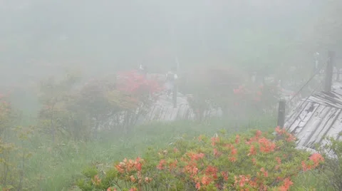 Fog and azalea Stock Footage 25012722