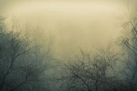 Fog and branches of trees Stock Photos