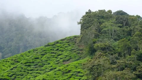 Fog and cloud curtain Stock-Footage 260048369