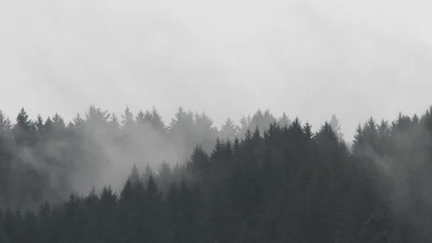 Fog And Clouds Move Through Dark Forest Hillside Video stock 120948447