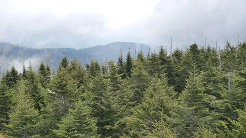 Fog and clouds over mountain trees 스톡 동영상 90877309