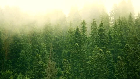 Fog and clouds passing through forest during rain storm Stock-Footage 312800376