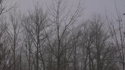 Fog and cloudy winter trees Stock Footage 76327007