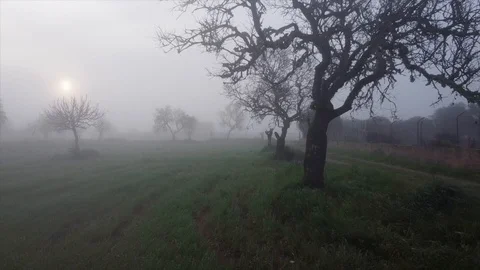 Fog and darkness in an almond tree field Stock Footage