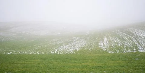 Fog and fields of winter wheat covered with snow Stock Photos