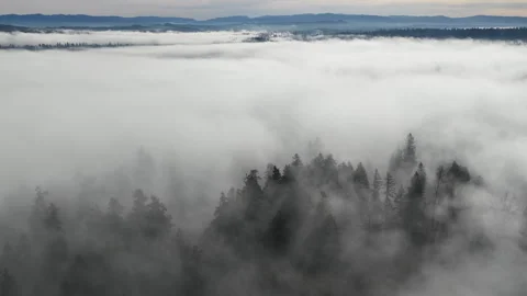 Fog and Forest are Found in Northern Oregon Stock Footage 328265466