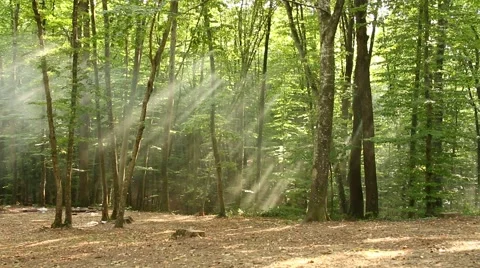 Fog and forest background Stock Footage 67616197