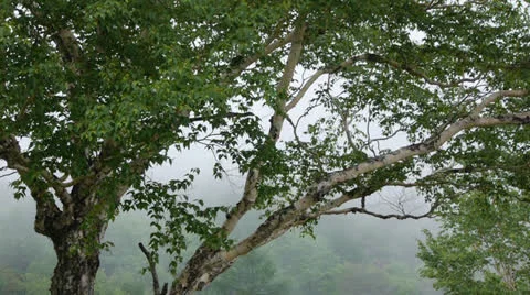 Fog and forest Stock Footage 25013440