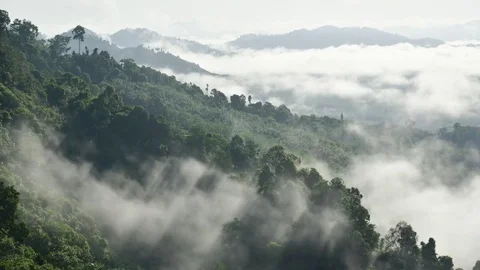 Fog and Forest Stock Footage 79668815