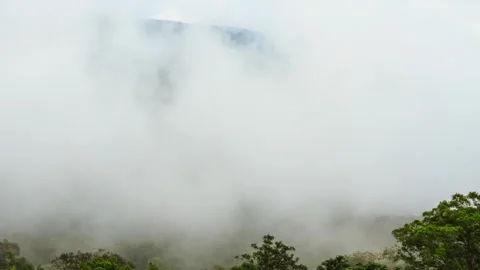 Fog And Forest Stock Footage 285754839