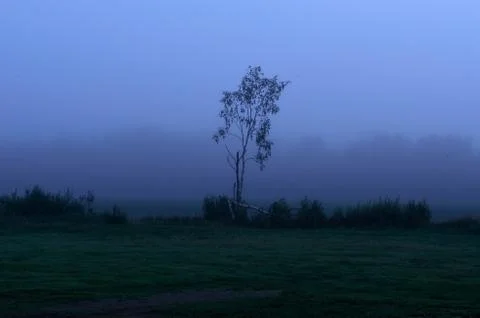 Fog and mist covered summer field in the afternoon Stock Photos