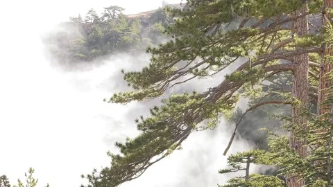 Fog and nature Stock Footage