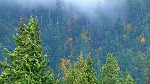 Fog and rain forest 1 Columbia River Gorge Oregon Misty Trees 34 Stock Footage 81687761