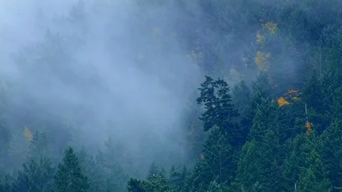 Fog and rain forest 2 Columbia River Gorge Oregon Misty Trees 35 Stock Footage 81691172