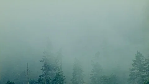 Fog and rain forest 3 Columbia River Gorge Oregon Misty Trees 55 Stock Footage 81687793
