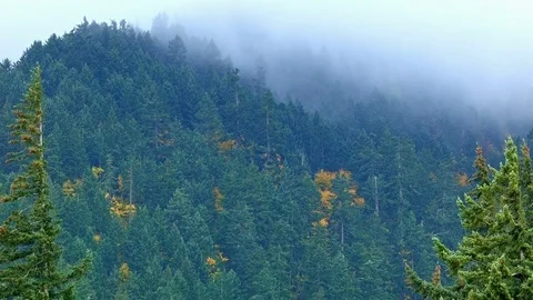 Fog and rain forest 4 Columbia River Gorge Oregon Misty Trees 82 Stock Footage 81687842