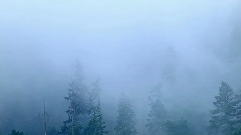 Fog and rain forest 5 Columbia River Gorge Oregon Misty Trees 83 Stock Footage 81687877