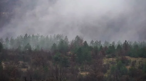 Fog and Rain in the Forest Stock Footage 45348917