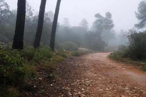 Fog and rain on forest path with three pine trunks Stockfoto's