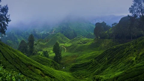 Fog and rain over tea plantations Stock Footage 75130169