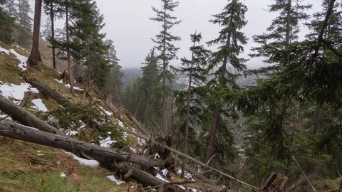 Fog and snow in the forest in Germany Stock Footage 75214957